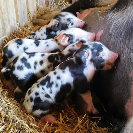 木屋 Almhuette Grosserhuette Sankt Wolfgang