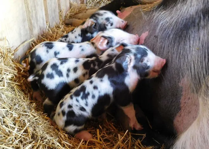 Chalet Almhütte Grosserhütte Sankt Wolfgang